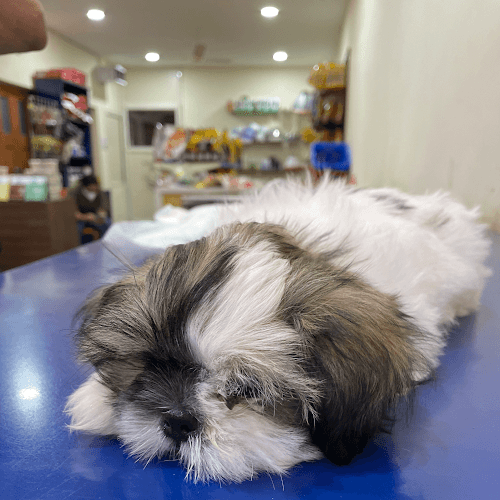 VETCARE Pet Hospital