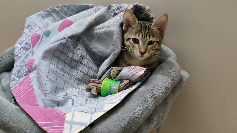 Pixie's Cat Home - Cat Boarding | Cat Taxi | Cat Daycare