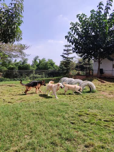 Petcart Nest -An exquisite pet resort