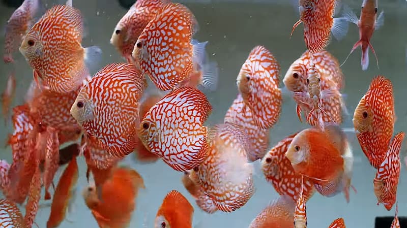 Quality Discus India