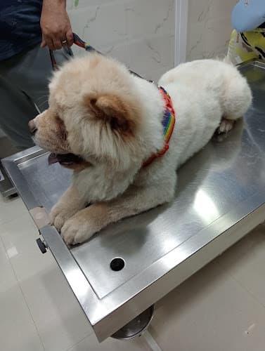 JOSHI'S VETERINARY CLINIC | Pet Medical & Surgical Clinic