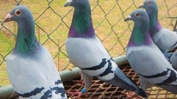 Chennai pigeon market
