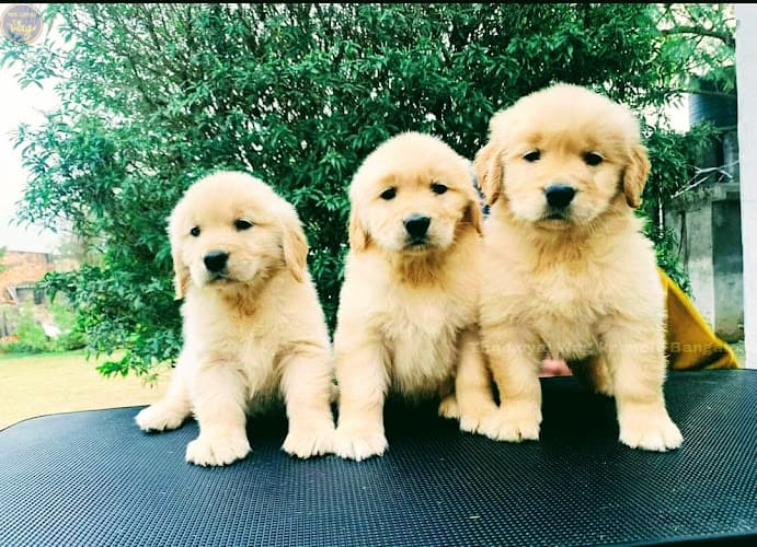 THE LOYAL WAG KENNEL (Home Breeding)