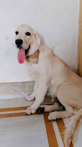 Care For Pets[Cat and Dog creche]