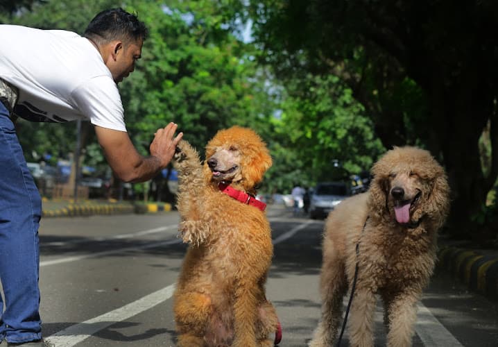 Standard Poodle and Goldendoodle Puppies in India