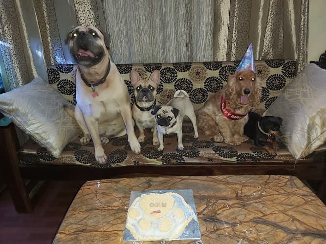 Jeru's Lovin Vacation Home & Salon For Pets