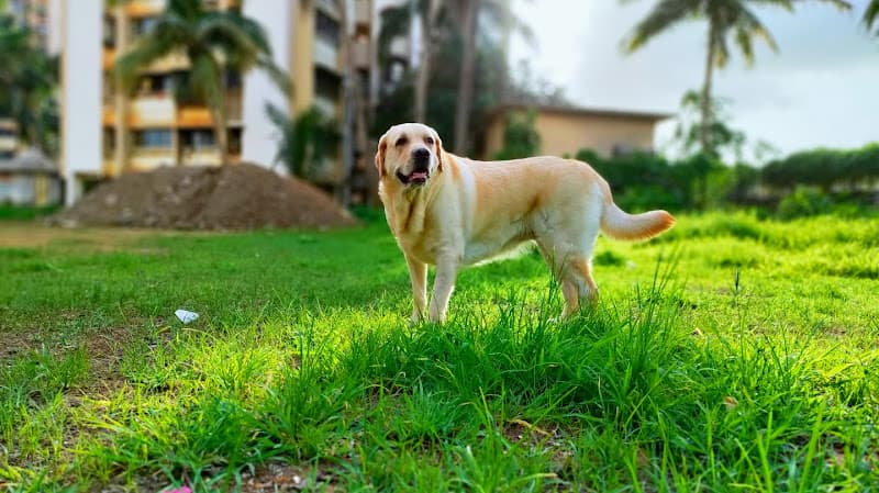 Dog Love's Dog Trainer, Dog Walker, Dog Lodging Boarding