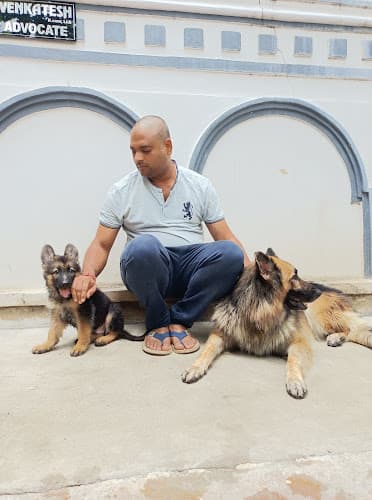 Wow DOG TRAINING & BOARDING