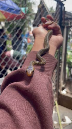 Snake Rescue (Sarpmitra)Tanishq Daithankar