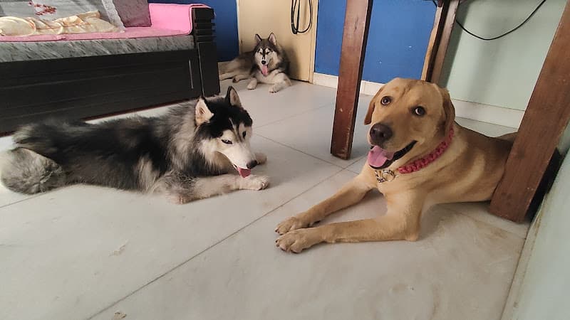 Rohit's Pet Daycare & Boarding