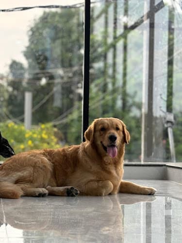 TAIL'S PARADISE - Pet Care Centre