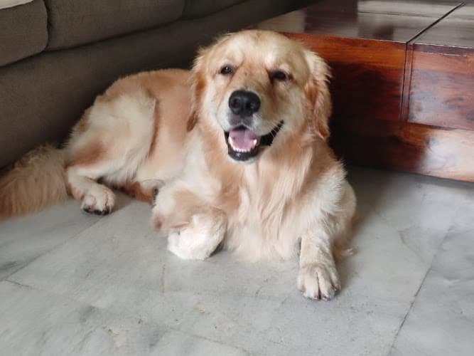 Pet Pulse - Grooming & Veterinary