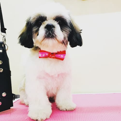 Twix and Butch Professional Pet Salon, Spa & Boutique