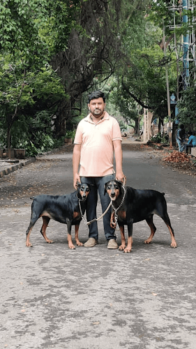 Bangalore Dog walking and Training