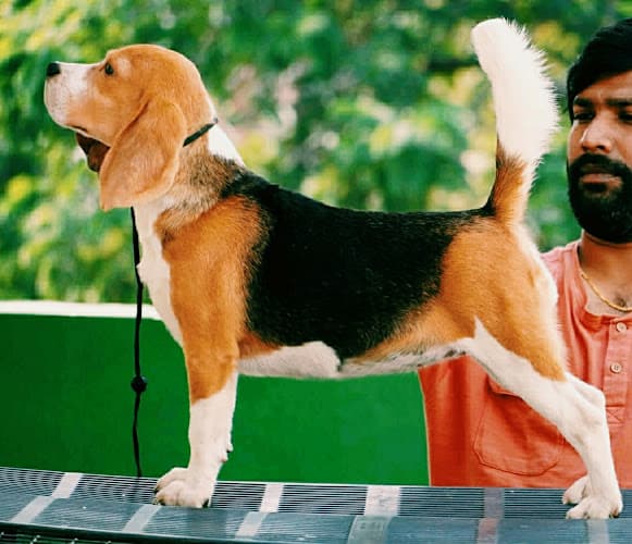 D'Hills Kennels Boarding and Dog Training School