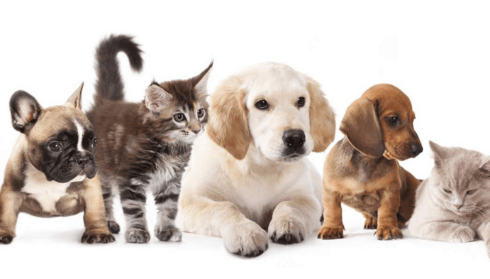 SKRD Veterinary Hospital