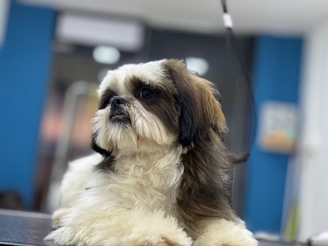 Dogs Styling Pet Grooming Studio