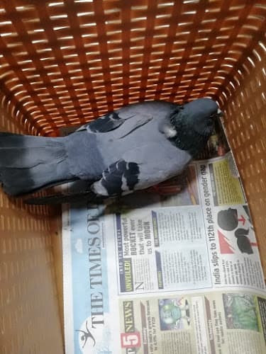 Shree Shankeshwar Parshwanath Jain Kabootar Daana Sewa Samiti