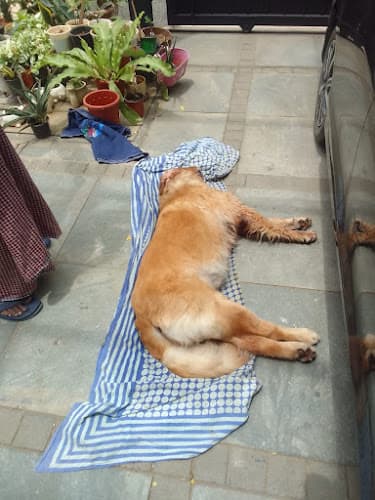 Flying Squad PET Funeral Service