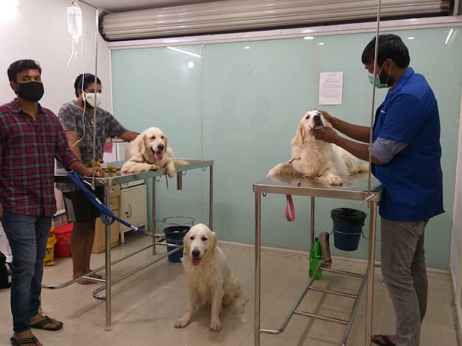 Sudha Pet life Care