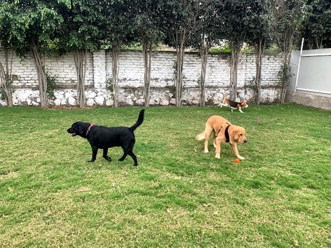 Pets Hangover Pet Resort and Dog Park