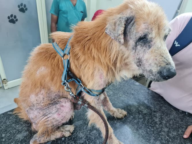 The Ark Veterinary Specialists