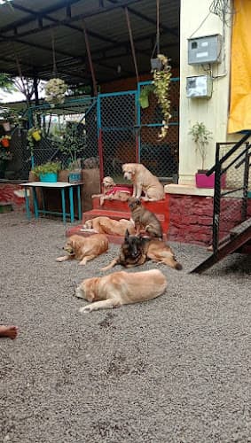 Tyson and Co - Pet Boarding and Pet Oldage Home