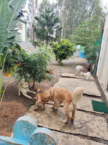 Wigglewaggle Pet Boarding