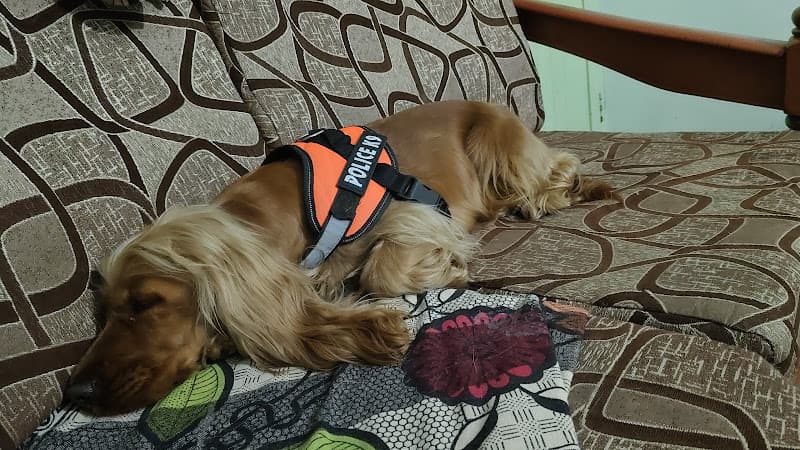 The Pet's Nanny Homestay