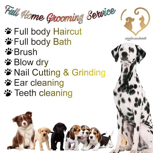 Wiggles and walk pet grooming and dog walker