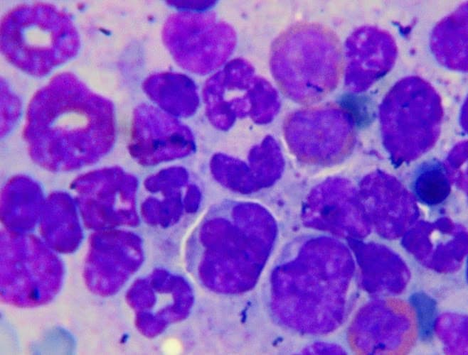 Chaitanya Laboratories: Specialized Veterinary Diagnostics and Pharmaceutical Research