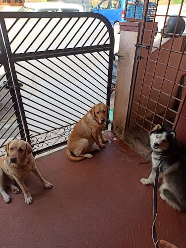 Play with Paws Dog Training and Boarding