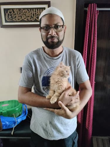 Cat kitten shop persian