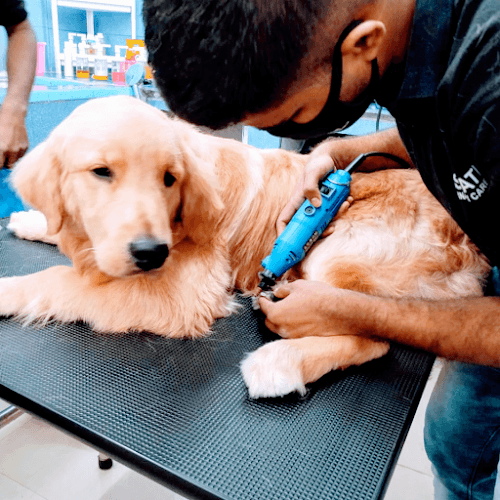 Masqati Veterinary Care