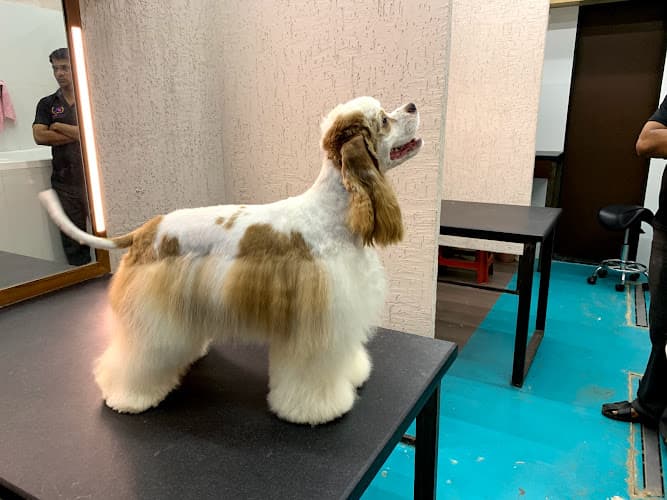 Posh Pets – Luxury Pet Grooming Spa & Pet Store in Bandra West Mumbai