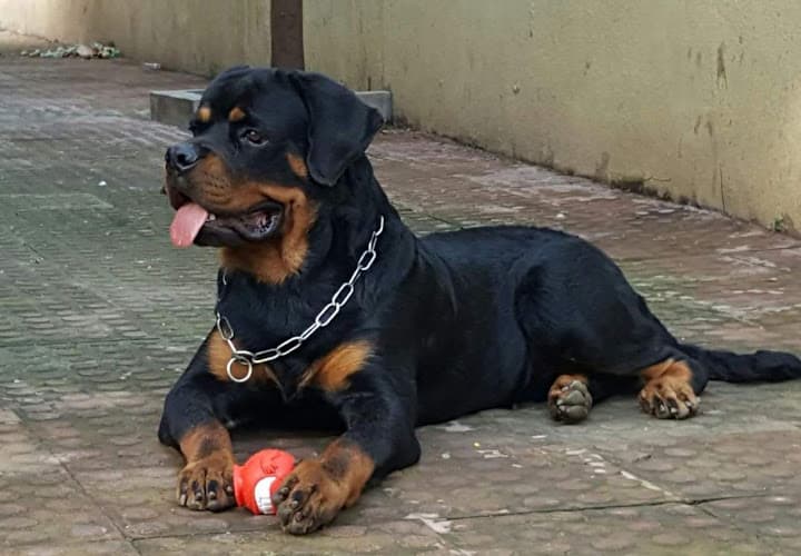 K9 Pro Dog Boarding & Training