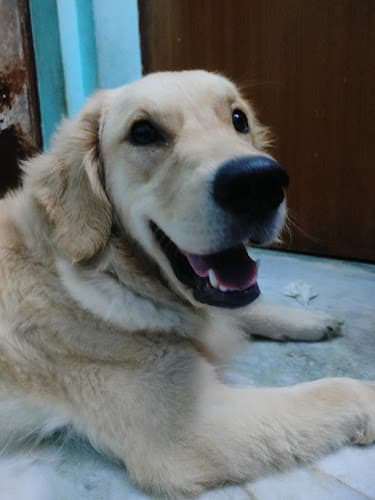 Pawstel by Mou (pet creche)