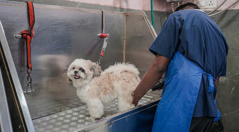 Vetic Pet Clinic Sohna Road Gurgaon