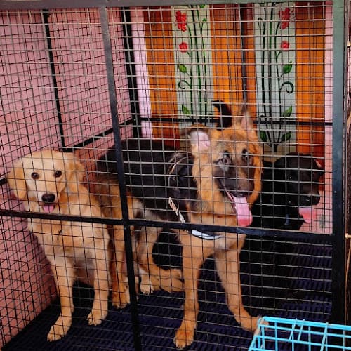 Lucky Paws Home Boarding & Day Care Centre