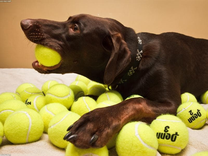 10 Signs Your Dog Loves You (That You Might Miss!)