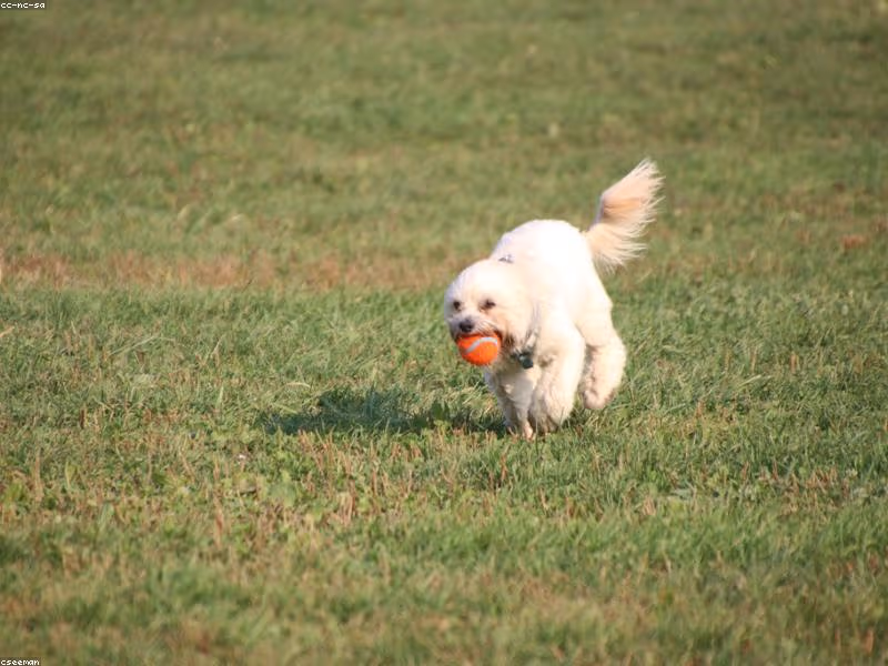 Indian Dog Breeds: The Complete Guide to India's Native Dogs (2026)