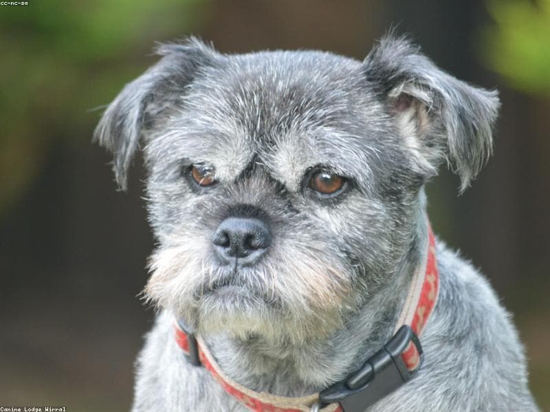 Traveling with Dogs in India: Complete Guide for 2026