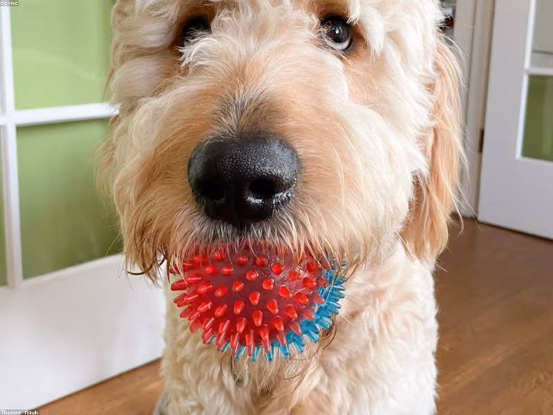 Traveling with Pets in India: Complete Guide