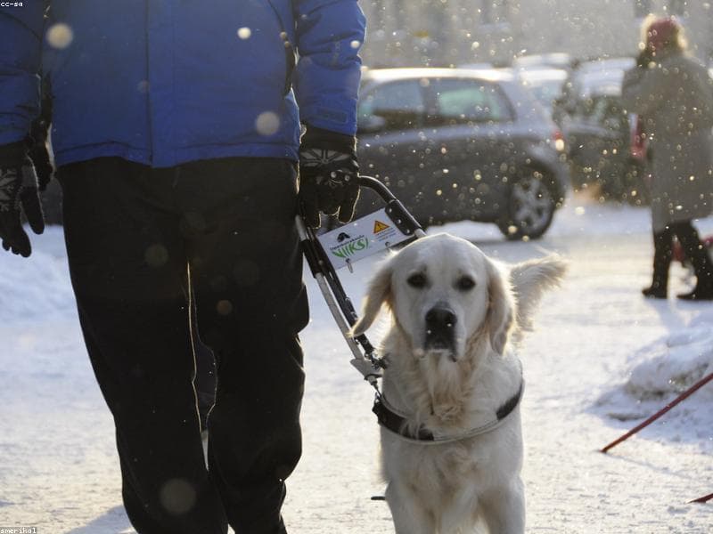 Pet-Proofing Your Home: Complete Checklist