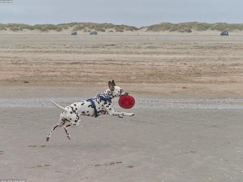 Flying with Dogs in India: Complete Guide 2026