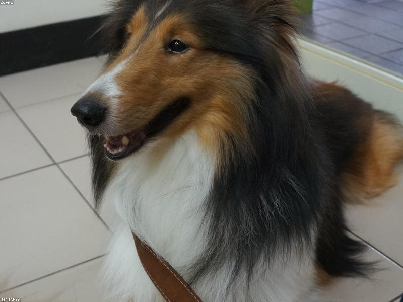 Complete Guide to Dog Poisoning Prevention in India: Toxic Foods, Plants & Emergency Protocol