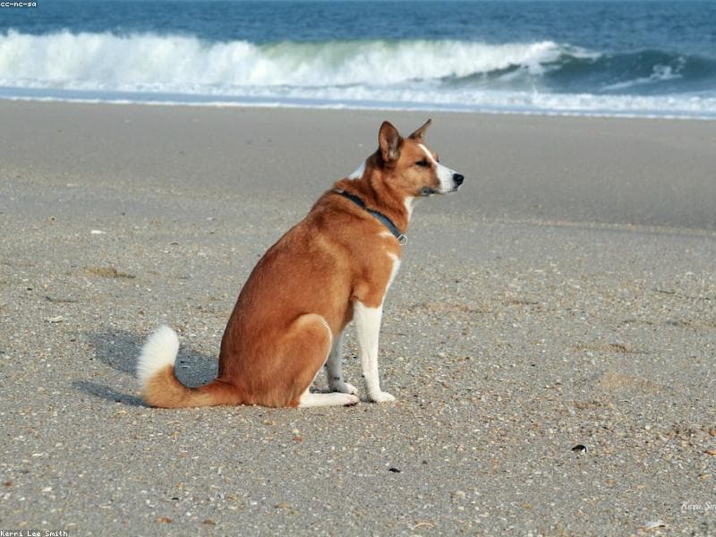 How to Stop Your Dog from Barking Excessively: Complete Effective Training Guide