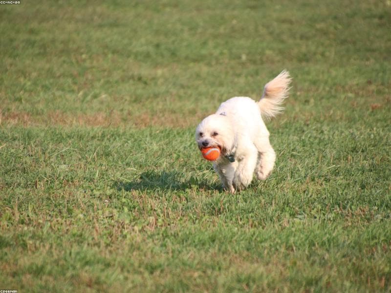 White Pomeranian and white Indian Spitz sitting side by side on an Indian apartment balcony