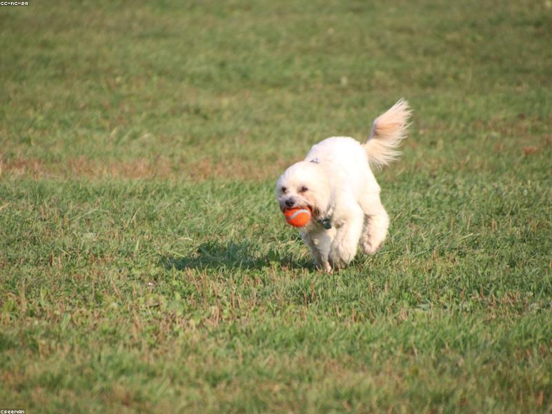 Should I Neuter My Dog? Benefits, Costs & Vet View | dododoggy.com